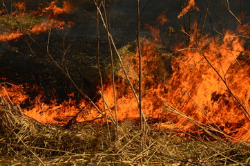 coastal zone of marsh creek, strong smoke from fire of liana overgrowth. Spring fires of dry reeds dangerously approach houses of village by river Cleaning fields of reeds, dry grass. Natural disaster