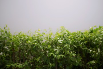 Green Leaves Decorated front of White Wall