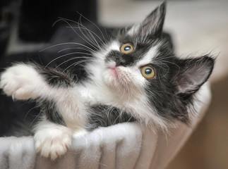 fluffy black with white kitten