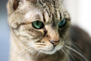 キジトラ猫の顔