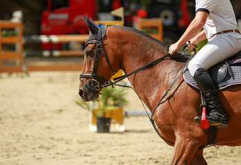 Horse head portrait close-up at a trot on a tournament..