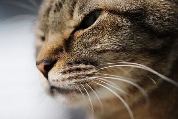 キジトラ猫の口元