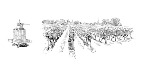 Vineyard landscape. France. Vector sketch design. Hand drawn illustration - obrazy, fototapety, plakaty