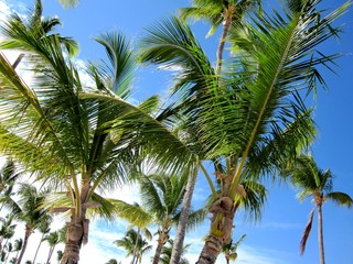 Fototapeta premium Sunny Beach, Caribbean, Dominican Republic