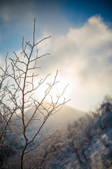 Frost Covered Tree at sunrise after a winter storm