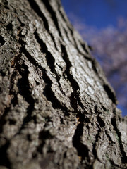 a closeup shot on tree trunks