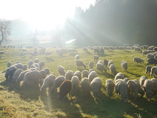 stado owiec pasących się na hali. jesień w górach. panorama Pienin  - 321647543