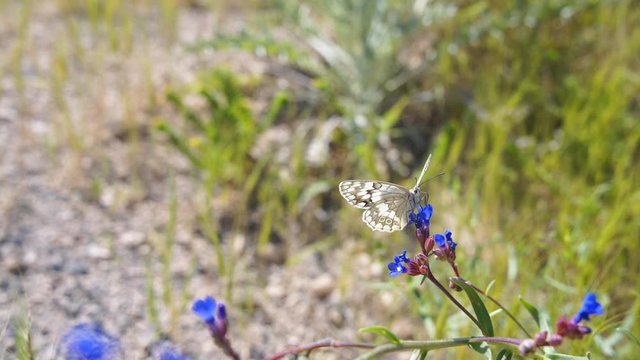 Beautiful butterfly sits on blue purple wildflower, drinking nectar. Slow motion. Cappadocia, turkey
