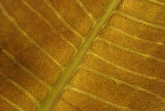 gilt leaf papyros
