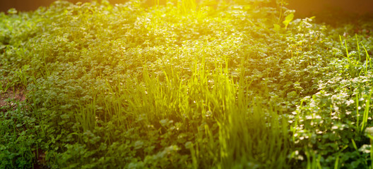 朝の太陽に輝く草むら_00830