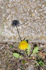 Yellow dandelion flower with shadow silhouette on grunge stone background with grey surface covered by yellow moss stains. Blooming flower on blurred background. Spring medicinal herbs.