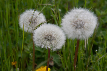 Naklejka premium Dandelion in grass. Three flowers of fluffy dandelion seeds on long plant stems among fresh green grass lawn. Spring blooming flowers. Fragility of nature.