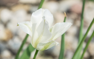 Close up of beautiful flowering tulips in garden in springtime. Colorful spring Background. Sunny day. Detail view of blooming tulip flowers at sunlight on spring time