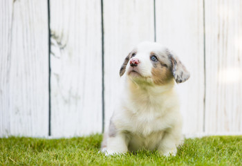 Corgi puppy