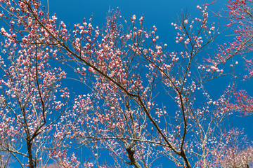 春を告げる紅梅