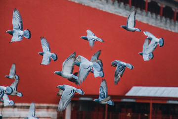 Pigeons on the Forbidden City Square in Beijing, China. Pigeons flying in front of the Red Wall in...