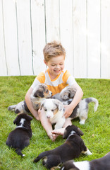 Little boy and corgi puppies