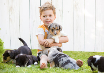 Little boy and corgi puppies