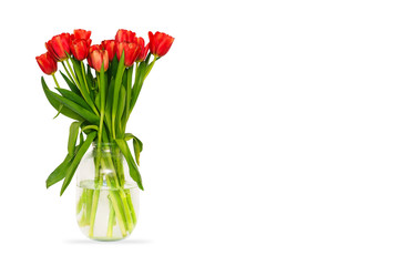 Vase with tulips is isolated on a white background. Bouquet of fresh red flowers in a glass jar. Spring flowers for Valentine's Day, Mother's Day or Women's Day.