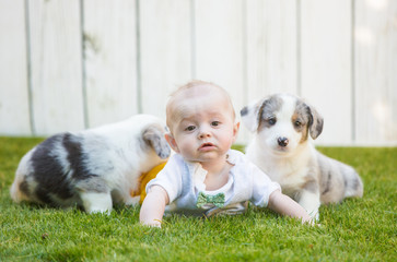 Little baby and corgi puppies