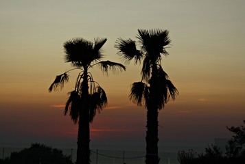Obraz premium Italy, Sardinia: Silhouettes of Palm trees to the sunset.