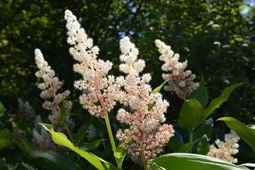 False Solomon's Seal, also known as Maianthemum racemosum, in flower