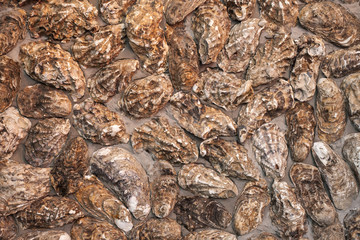 Texture of oyster shells on the wall. Background from mollusk shells embedded in stucco.