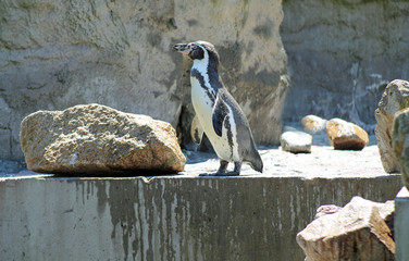 Pinguine 