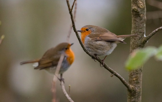 Two robin birds perched on tree twigs