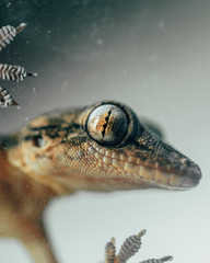 Lizard eye
