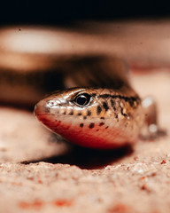 Skink