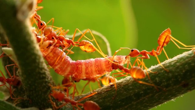 Ants biting and pulling worm on tree branch, outdoor  Chiangmai Thailand