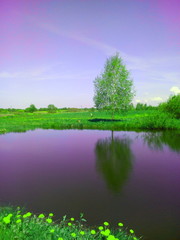 landscape with river and trees