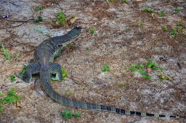 lizard on the beach Malaysia 