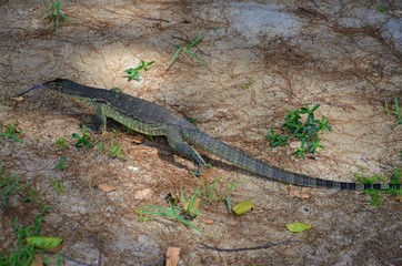 lizard 