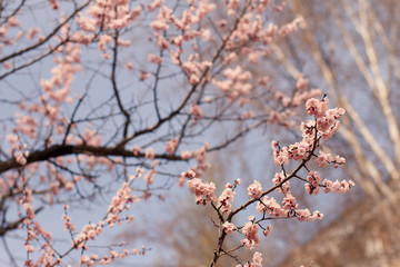 Blooming sakura in spring time. Cherry pink flowers and blue sky