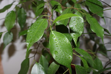 room flower Benjamin by the window