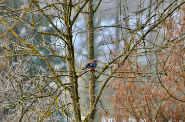 jay bird in tree
