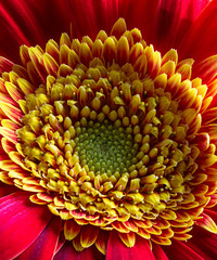 Closeup of a Gerbera Daisy