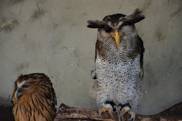 owl