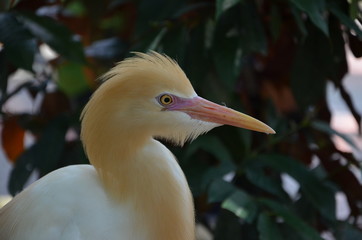 bird
