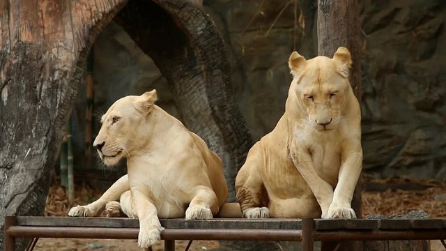 lion  lay down  in Chiangmai Thailand