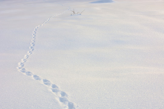 natural snow white texture. bright winter background. cold frosty weather condition. shining and glittering particles