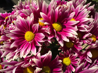 Bouquet of a pink  chrysanthemum flowers.