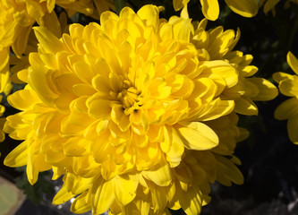 Close up of a yellow  chrysanthemum.