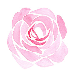 watercolor hand drawn pink rose flower isolated on white background