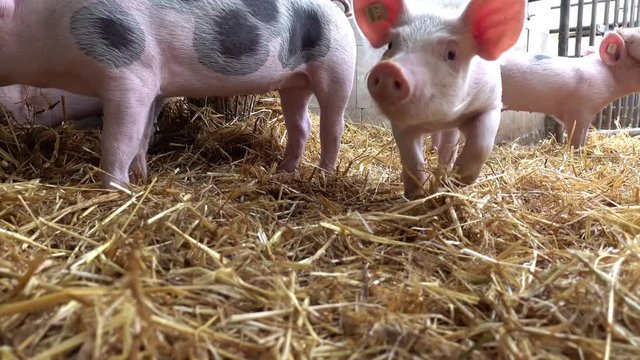 Landwirtschaft - Schweinehaltung, Ferkel fühlen sich wohl in einem mit Stroh eingestreuten Abferkelstall
