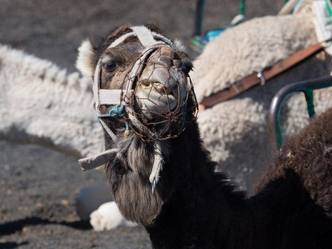 Headshot of a dromedery camel showing its teeth with its mouth muzzled in a metal framed muzzle.Image