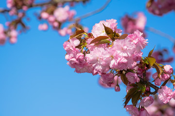 pink cherry blossom close up. spring has sprung. beautiful nature background