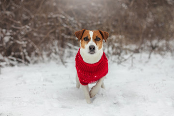 Dog portrait jack russell in snow winter 